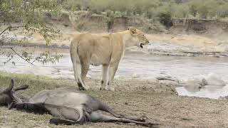 A Wildebeest Arises From Death by A Lioness [upl. by Durgy773]