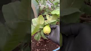 Growing Guava’s Mango and other Tropical Fruit Trees in Japan [upl. by Berthold301]