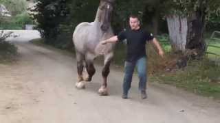 CHEVAL BRETON  ULSON DU COUESNON [upl. by Ahseyn13]