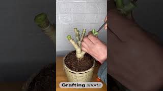 Jade tree grafting l grafting shorts [upl. by Akyeluz]