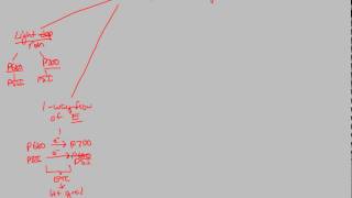 Photosynthesis  LEF Summary  BIALIGYcom [upl. by Cassilda]