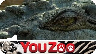 Gefährliche Krokodile  der Kroko Depp │YouZoo [upl. by Normak]