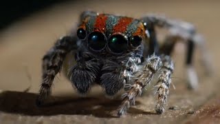 Best Spider Moments  Top 5  BBC Earth [upl. by Cychosz]