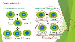 Male sterility in Plants [upl. by Grados457]