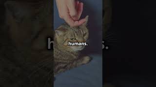 Way cats purrCatFacts Cats PetLovers AnimalBehavior Curiosity [upl. by Odnamla]