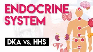 DKA vs HHS  Endocrine System Part 4 [upl. by Fortunio]