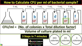 How to Calculate CFU per ml of Bacterial Sample in 3 Steps  cfuml in Microbiology [upl. by Eniamrahs]