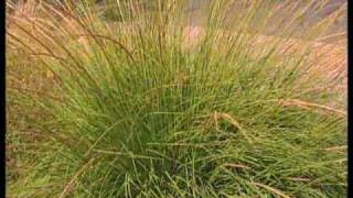 How To Choose Ornamental Grasses For The Garden [upl. by Doone186]