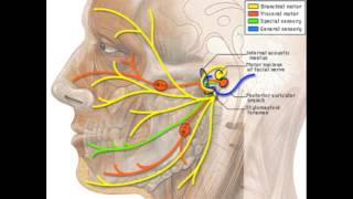 Buccinator Muscle Anatomy [upl. by Eppes]