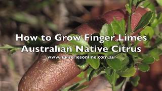 How to Grow Australian Finger Limes [upl. by Palumbo921]