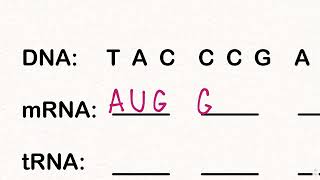 How To Use The Genetic Codon Chart [upl. by Lamar]