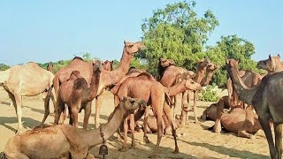 Camel meet and rest water time [upl. by Shipley464]