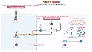 APOPTOSIS2 [upl. by Einaoj]