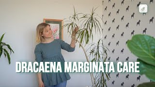 Dragon Tree Dracaena Marginata Care Guide [upl. by Arlina]