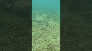 Snorkeling Adventures Philippines Giant clams and coral [upl. by Elorak]