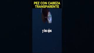 Pez con cabeza transparente 😱 [upl. by Call]