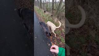 Entspannt durch die Natur mit Cane Corso und Broholmer broholmer canecorso [upl. by Newby601]