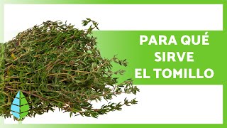 BENEFICIOS del TOMILLO 🌿  Propiedades para qué SIRVE y Contraindicaciones ✅ [upl. by Aneleve]