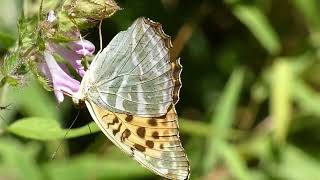 Silverwashed Fritillary Butterfly Visits Melampyrum Flowers for Nectar 240fps [upl. by Assirem]