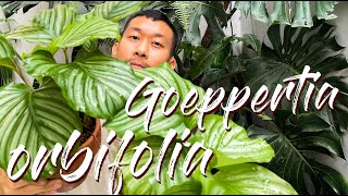 Goeppertia Calathea Orbifolia Care Tips and Propagation  WITH UPDATES [upl. by Heshum905]