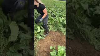 UNE AGRICULTRICE NOUS PARTAGE SON METIER EN VIDEO  agricultrice machinesagricoles farming [upl. by Adhamh]