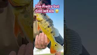 MEANEST PEACOCK BASS EVER peacockbass freshwaterfish bassfishing [upl. by Barfuss]