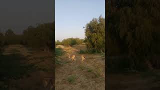 Goats are eating dry grass with Donkey in jungle [upl. by Dove757]