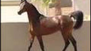 Michellangelo  Arabian Stallion [upl. by Cogswell]