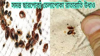 বাসা থেকে সমস্ত ছারপোকা তেলাপোকা রাতারাতি উধাওTips and ticks [upl. by Ailak]