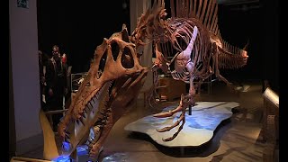 Sehenswert  Spinosaurus im Naturkundemuseum Teil 1 [upl. by Hayton945]