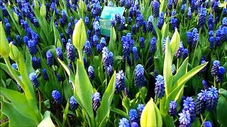 Broadleaved Grape Hyacinth  Muscari latifolium [upl. by Sapphire]