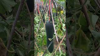 Winter melon harvest rurallife agriculture newfarmersPlan 2024 [upl. by Rick]