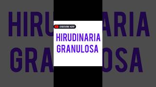 Hirudinaria granulosa [upl. by Mariam]