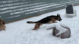 German Shepherds in the snow  GSD in Chicago winter [upl. by Sell22]