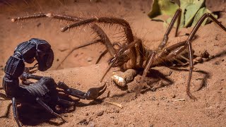 CAMEL SPIDER  SOLIFUGAE ─ Aggressive Arachnid Predator of the Desert [upl. by Hallie955]