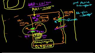 Renal Physiology Reabsorption and Excretion [upl. by Zurek]