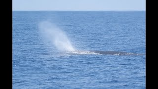 Sperm Whale 抹香鯨  C0721 [upl. by Acissev203]