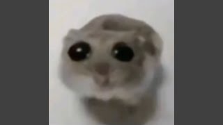 Sad Hamster Violin Meme  PHONK VERSION [upl. by Ahsial]