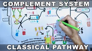 Complement System  Classical Pathway [upl. by Auston]