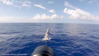 Breaching Blainvilles Beaked Whale in Hawaiʻi [upl. by Hortense509]