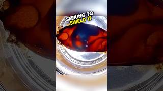 Unbelievable Discovery Hatching a Shark Egg 🤯 babyshark actsofkindness viralvideo [upl. by Constantia875]