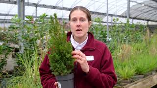 Plant of the Week  Picea glauca Conica [upl. by Etsirhc]