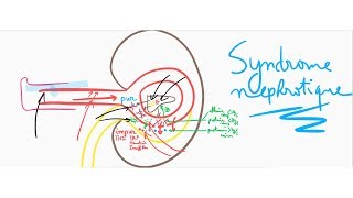 🔴 LEXPLICATION LA PLUS CLAIRE DU SYNDROME NEPHROTIQUE   DR ASTUCE [upl. by Tap]