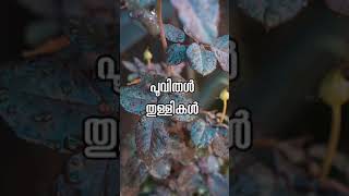 Pinneyum Pinneyum Aaro Kinavinte  Whatsapp Status [upl. by Silbahc]