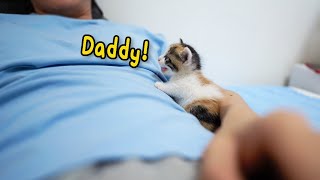 The Baby Kitten Screams Cutely Every Morning quotHey wake upquot [upl. by Pearman]