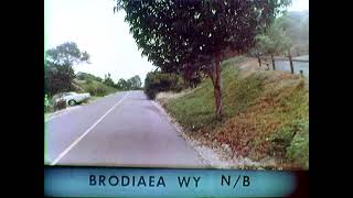 Brodiaea Wy NB [upl. by Ssidnak]