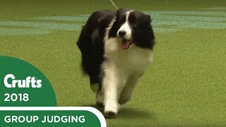 Pastoral Group Judging  Crufts 2018 [upl. by Yssac122]