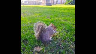 Squirrel enjoying a monkey nut سنجوب والفول السوداني squirrelfriends cutereels animals pets [upl. by Smaoht]