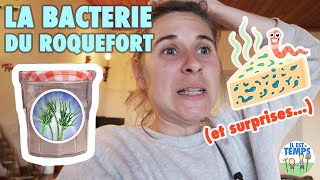 Faire du Penicillium Roqueforti MAISON pour fromage bleu [upl. by Eenerb]