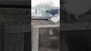 Black diamond pigeon pets kabutar lover [upl. by Edie]